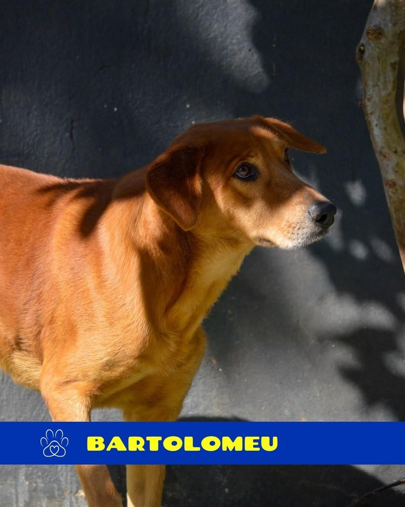 Bartolomeu, cachorro de porte médio para adoção em Rio de Janeiro - RJ