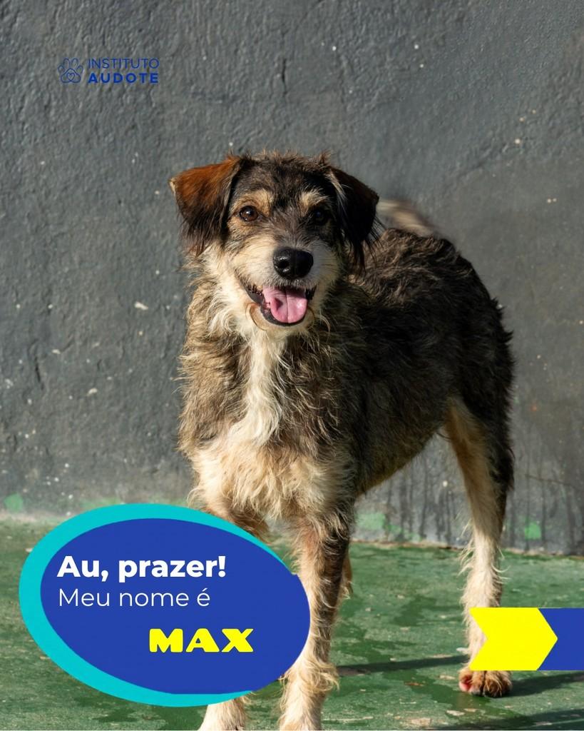 Max, cachorro de porte médio para adoção em Rio de Janeiro - RJ