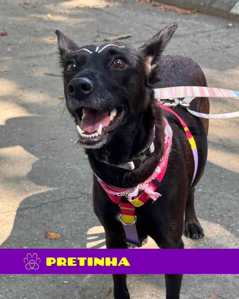 Pretinha, cadela de porte pequeno para adoção em Rio de Janeiro - RJ