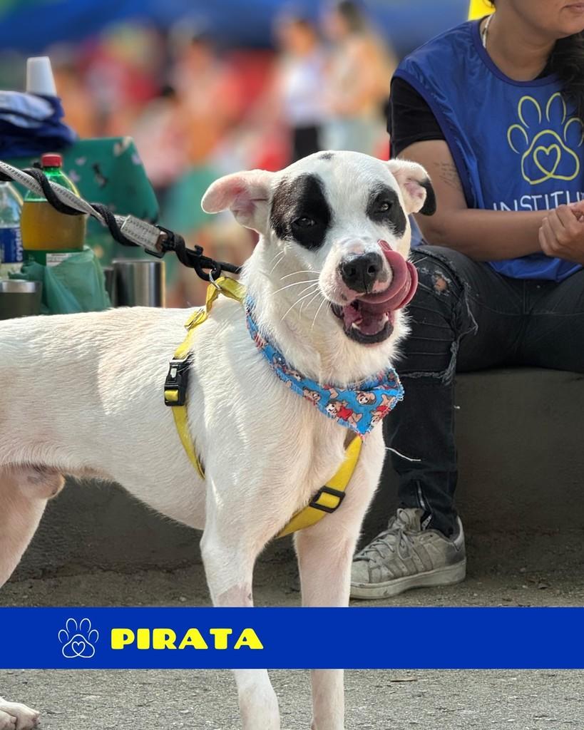 Pirata, cachorro de porte médio para adoção em Rio de Janeiro - RJ