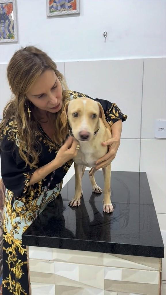 Manteiga, cachorro de porte pequeno para adoção em Rio de Janeiro - RJ