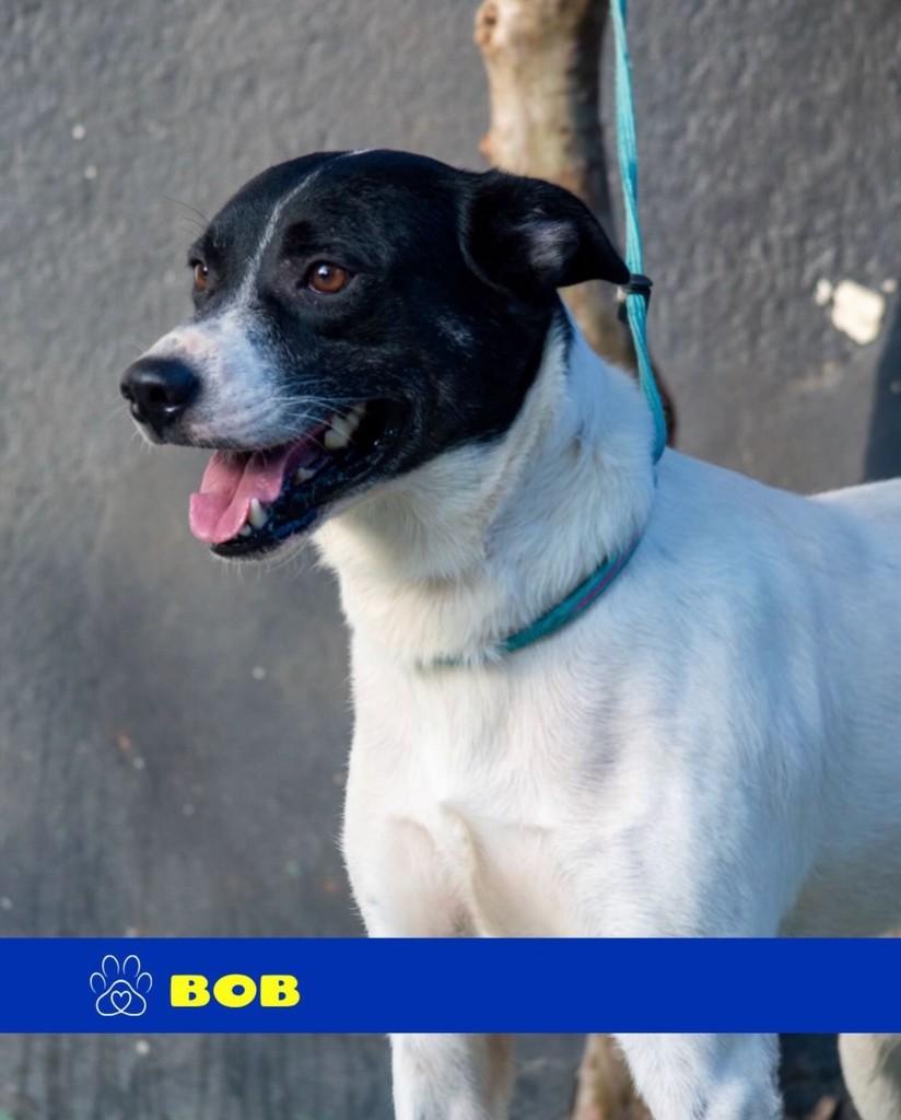 Bob, cachorro de porte médio para adoção em Rio de Janeiro - RJ