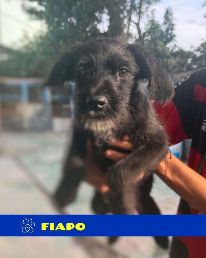Fiapo, cachorro de porte pequeno para adoção em Rio de Janeiro - RJ