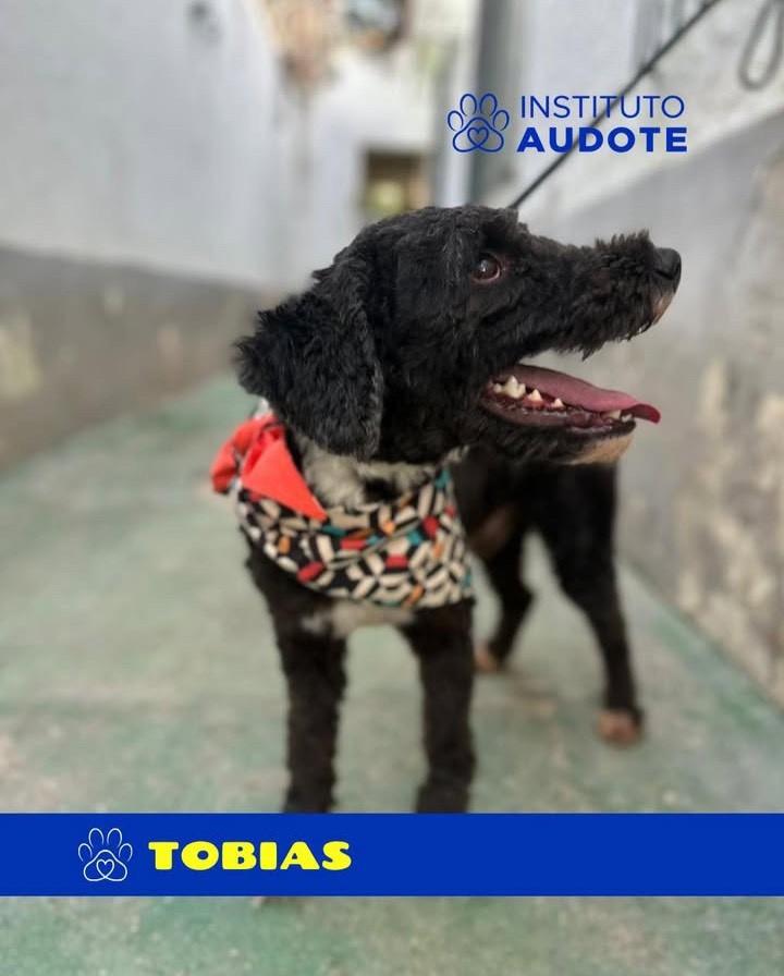 Tobias, cachorro de porte pequeno para adoção em Nova Iguaçu - RJ