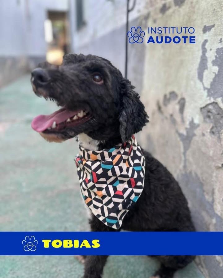 Tobias, cachorro de porte pequeno para adoção em Nova Iguaçu - RJ — foto 2 de 2