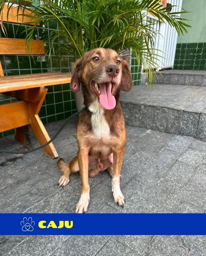 Caju, cachorro de porte médio para adoção em Rio de Janeiro - RJ