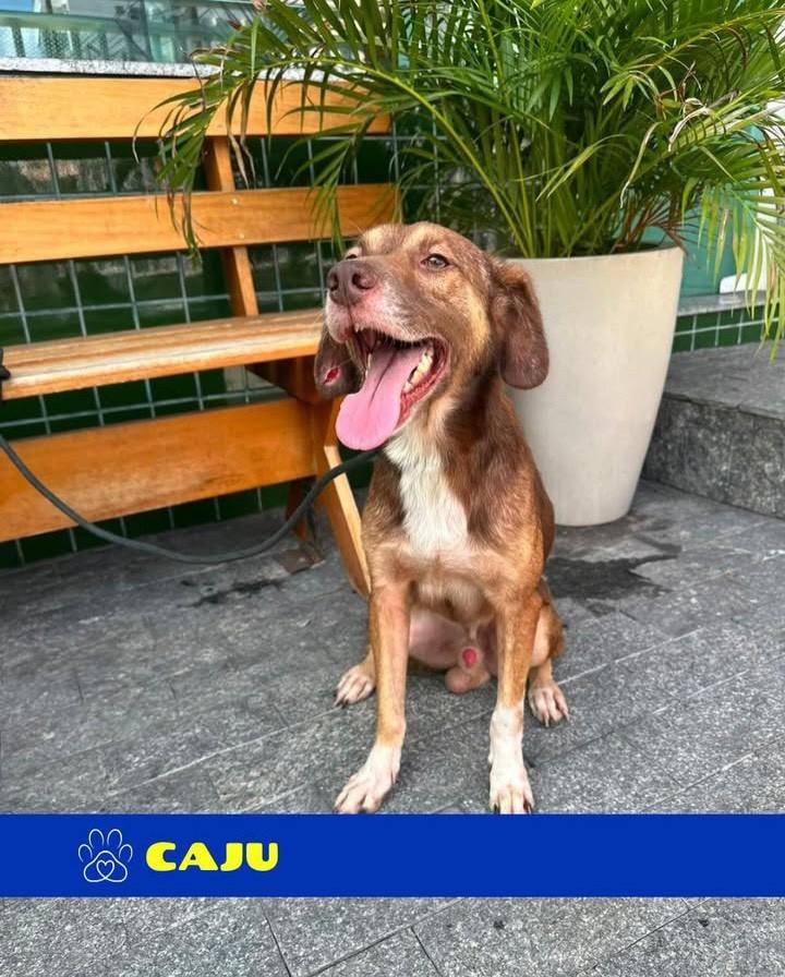 Caju, cachorro de porte médio para adoção em Rio de Janeiro - RJ — foto 2 de 4