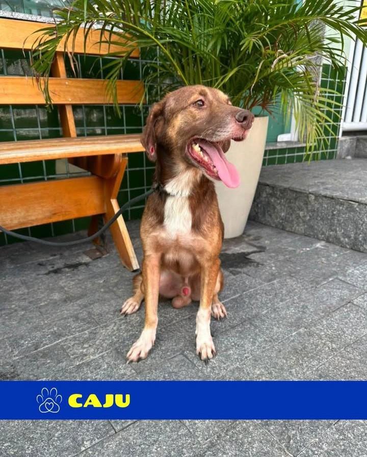 Caju, cachorro de porte médio para adoção em Rio de Janeiro - RJ — foto 3 de 4