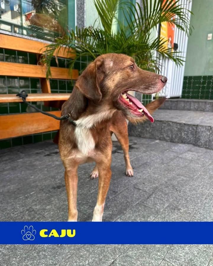 Caju, cachorro de porte médio para adoção em Rio de Janeiro - RJ — foto 4 de 4
