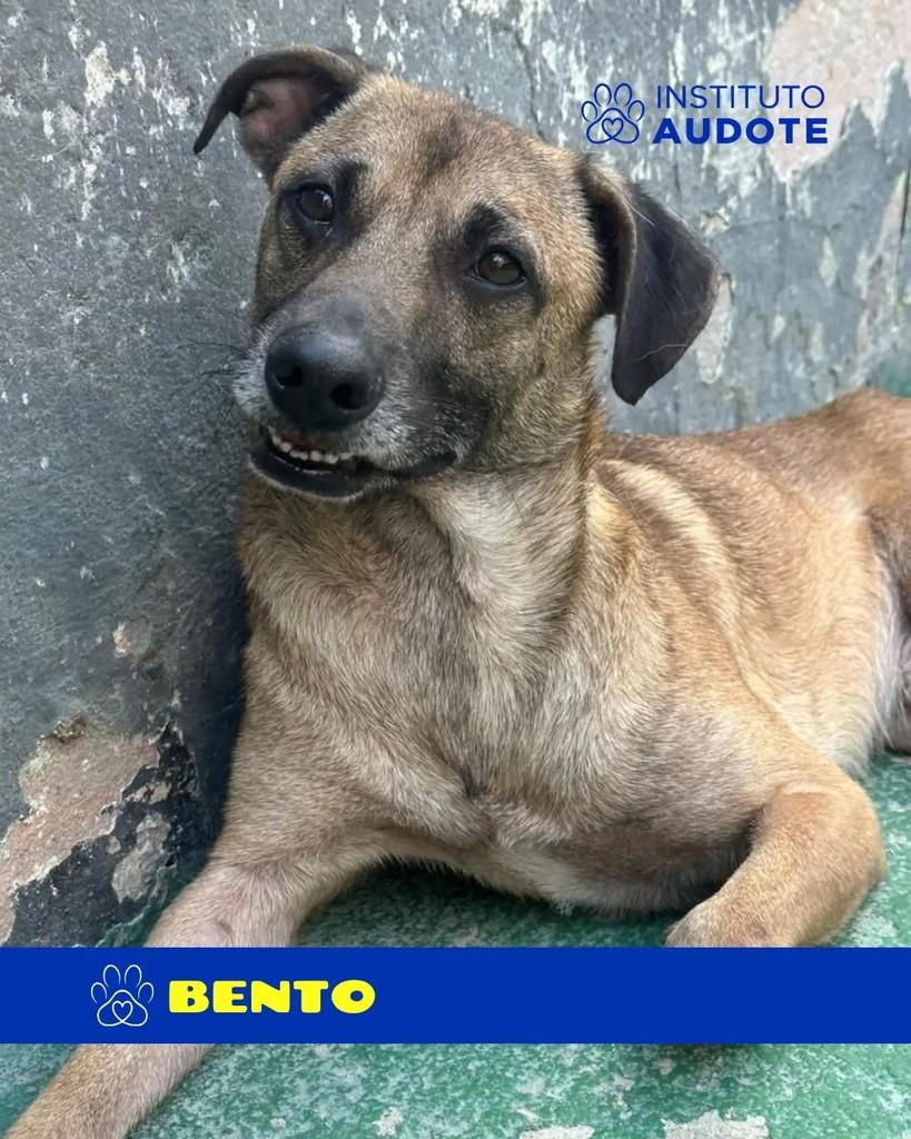 Bento, cachorro de porte médio para adoção em Rio de Janeiro - RJ