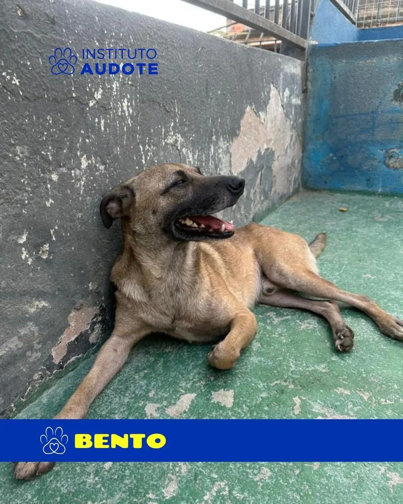 Bento, cachorro de porte médio para adoção em Rio de Janeiro - RJ — foto 2 de 3