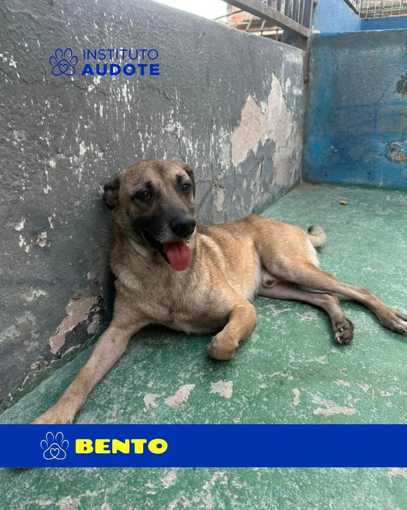 Bento, cachorro de porte médio para adoção em Rio de Janeiro - RJ — foto 3 de 3
