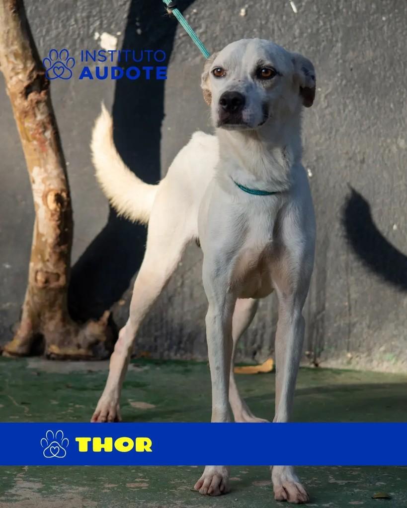 Thor, cachorro de porte médio para adoção em Rio de Janeiro - RJ