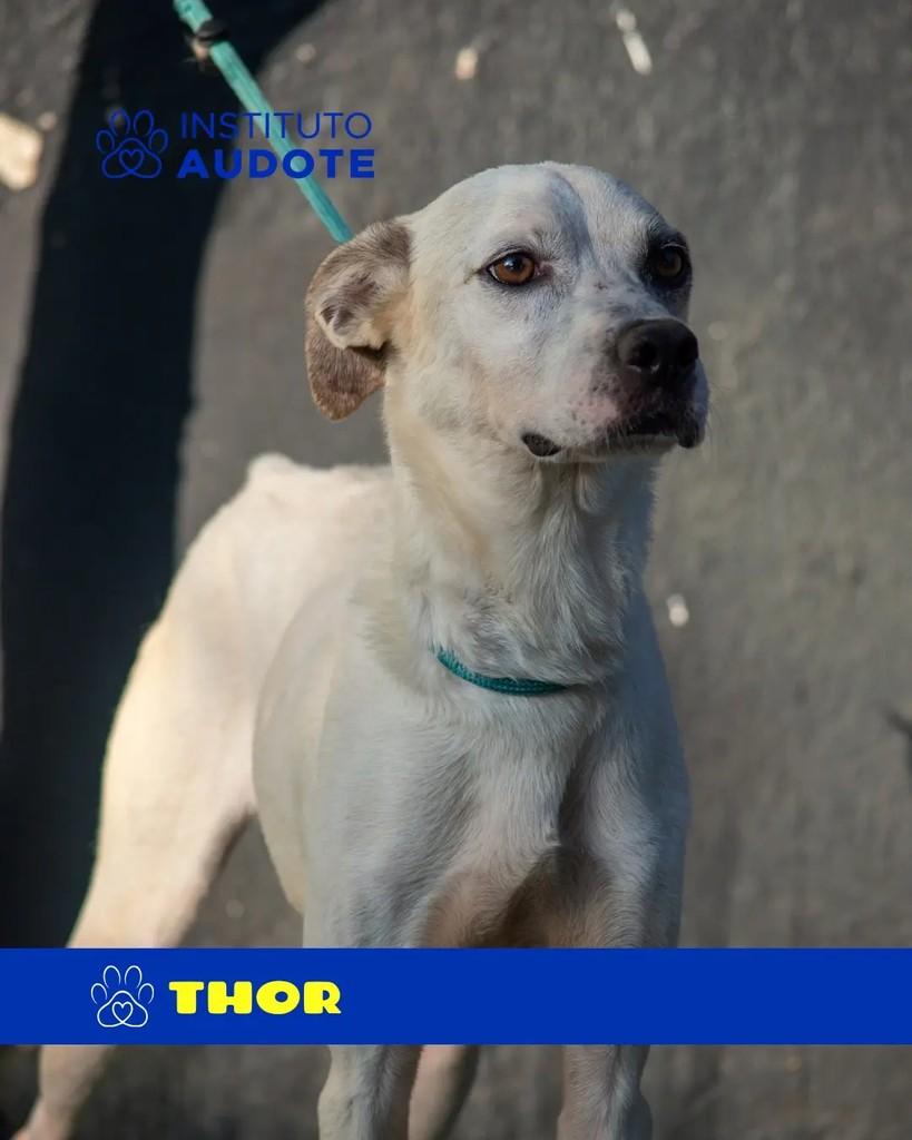 Thor, cachorro de porte médio para adoção em Rio de Janeiro - RJ — foto 2 de 2