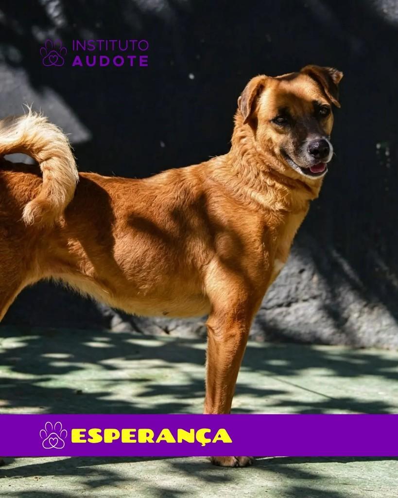 Esperança, cachorro de porte pequeno para adoção em Rio de Janeiro - RJ