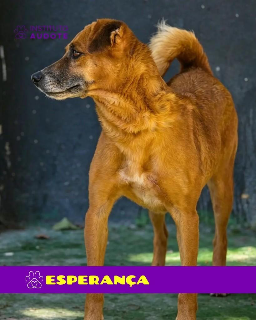 Esperança, cachorro de porte pequeno para adoção em Rio de Janeiro - RJ — foto 2 de 3