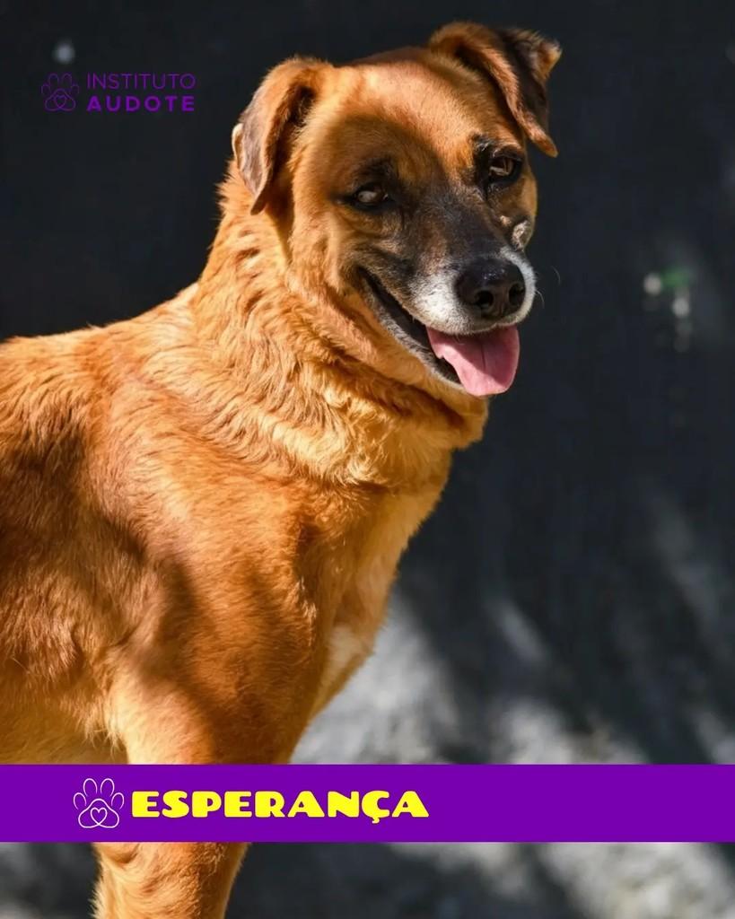 Esperança, cachorro de porte pequeno para adoção em Rio de Janeiro - RJ — foto 3 de 3