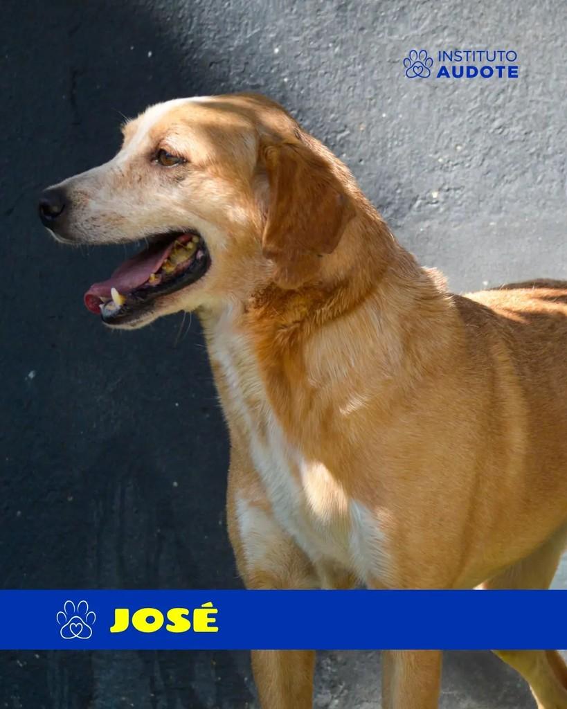 José, cachorro de porte médio para adoção em Rio de Janeiro - RJ