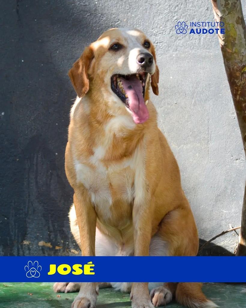 José, cachorro de porte médio para adoção em Rio de Janeiro - RJ — foto 2 de 2