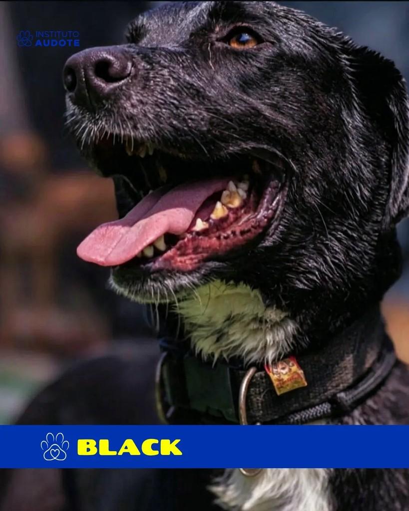 Black, cachorro de porte grande para adoção em Rio de Janeiro - RJ