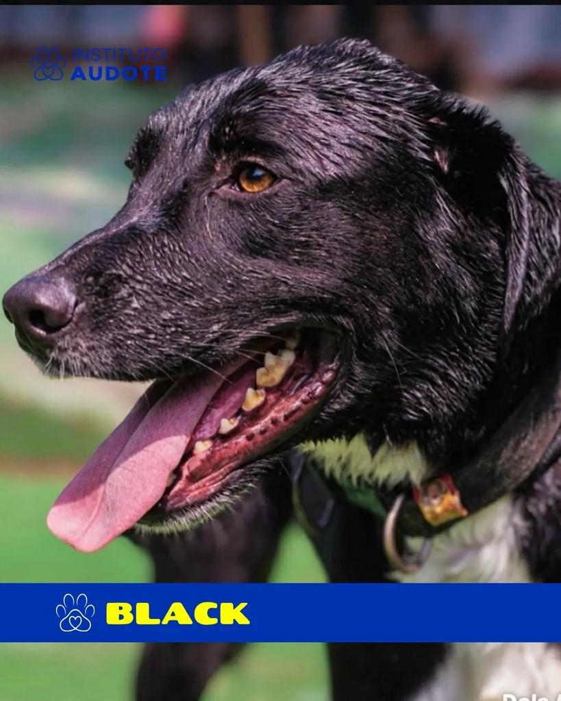 Black, cachorro de porte grande para adoção em Rio de Janeiro - RJ — foto 2 de 3