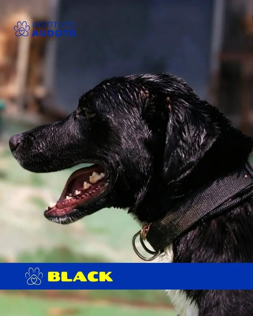 Black, cachorro de porte grande para adoção em Rio de Janeiro - RJ — foto 3 de 3