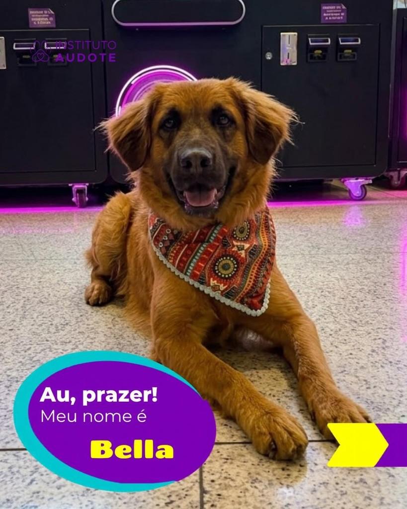 Bella, cadela de porte médio para adoção no Rio de Janeiro - RJ