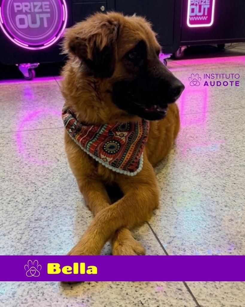 Bella, cadela de porte médio para adoção no Rio de Janeiro - RJ — foto 2 de 4