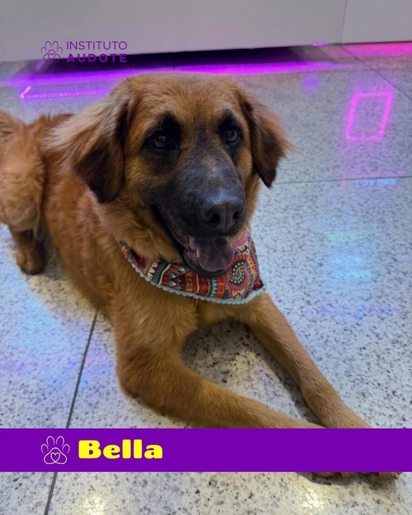 Bella, cadela de porte médio para adoção no Rio de Janeiro - RJ — foto 3 de 4