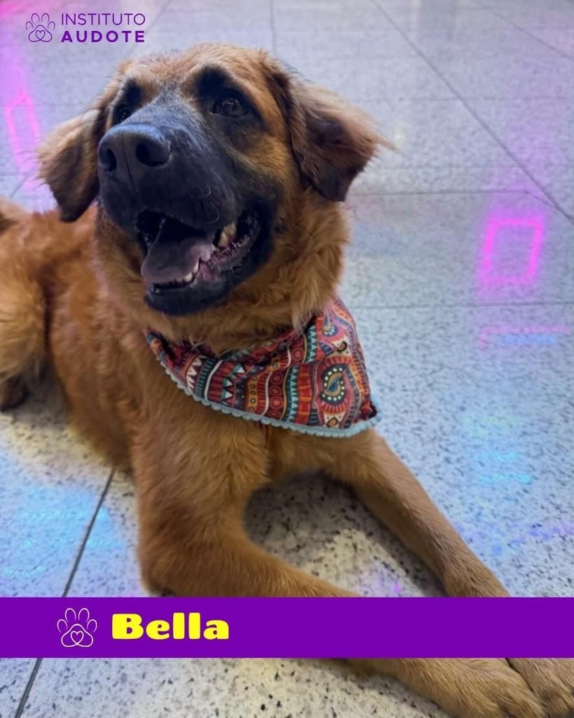 Bella, cadela de porte médio para adoção no Rio de Janeiro - RJ — foto 4 de 4