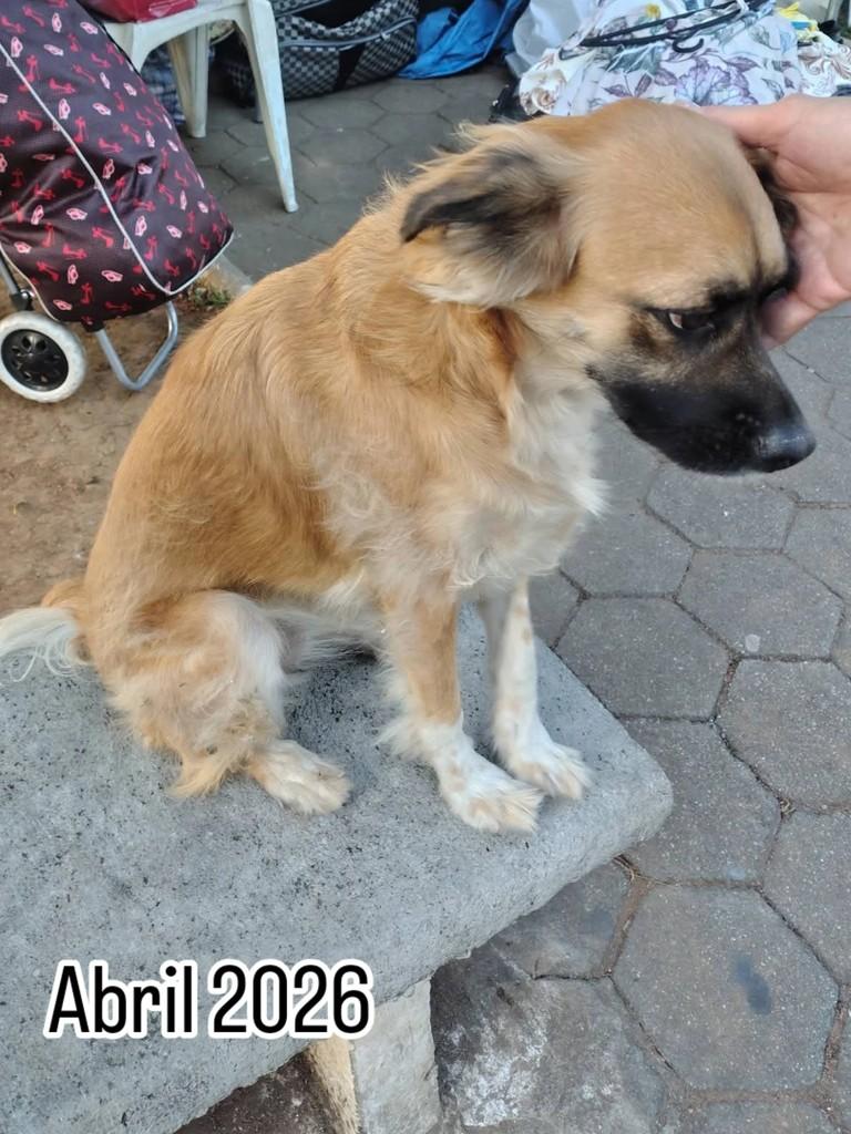 Mel, cachorro de porte pequeno para adoção em Conselheiro Lafaiete - MG