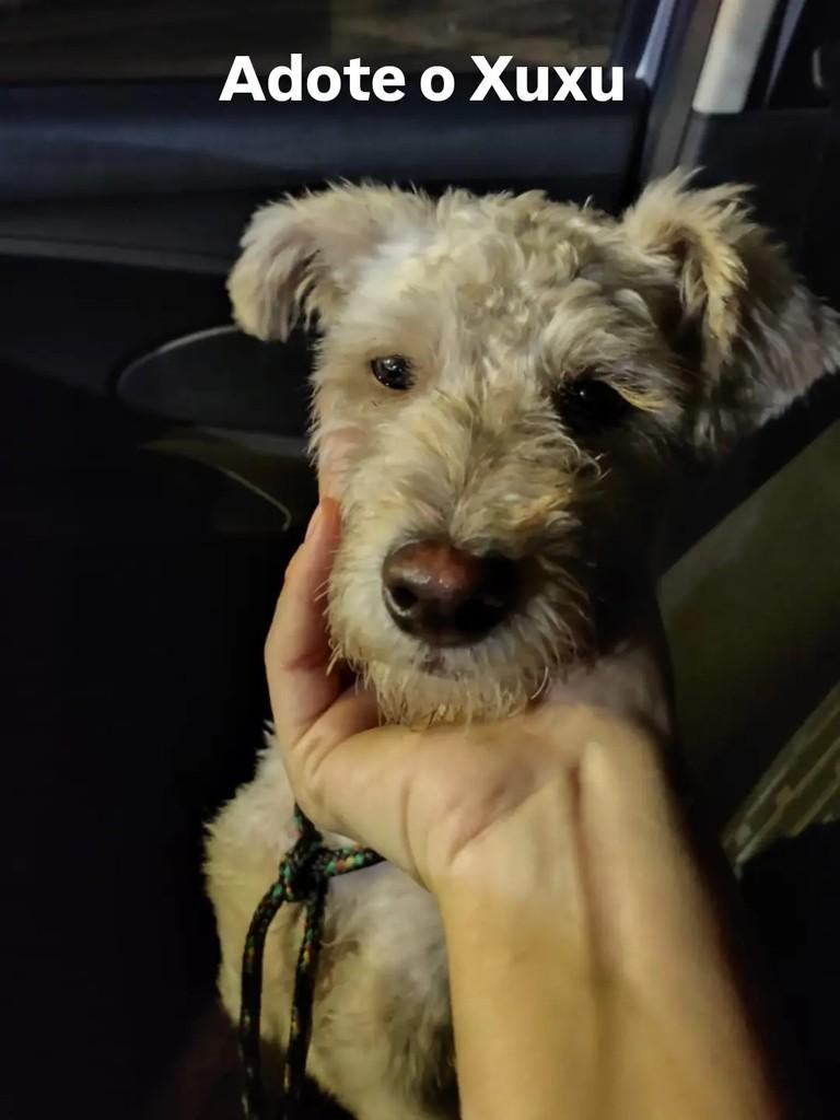 Xuxu, cachorro de porte pequeno para adoção em Conselheiro Lafaiete - MG