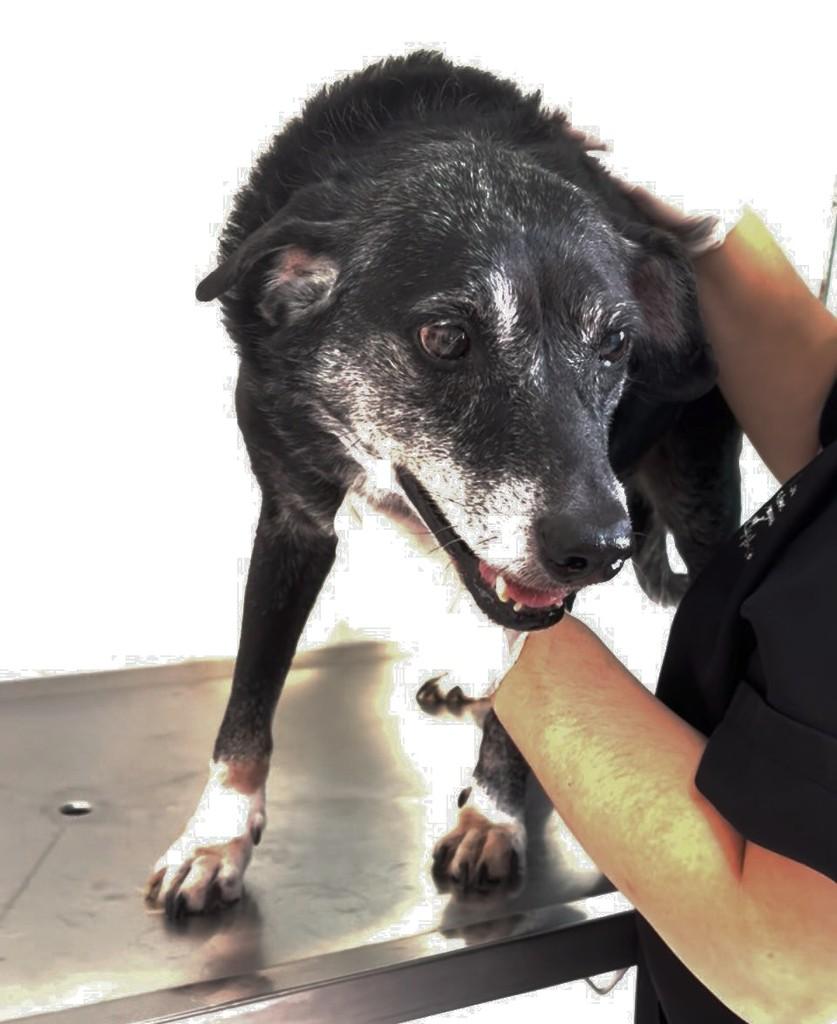 Negão, cachorro de porte médio para adoção em Mauá - SP