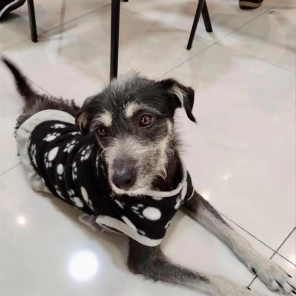 Bob, cachorro de porte pequeno para adoção em Teresópolis - RJ