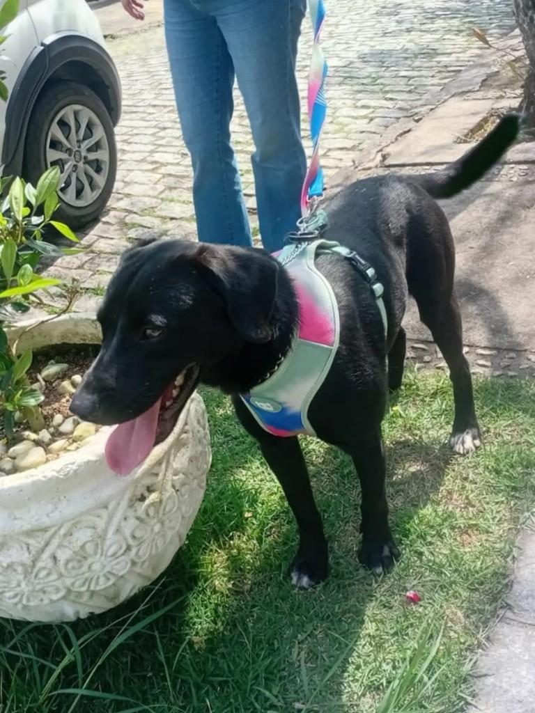 Samuel, cachorro de porte médio para adoção em Teresópolis - RJ