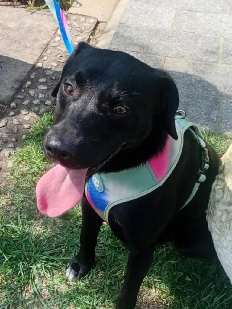 Samuel, cachorro de porte médio para adoção em Teresópolis - RJ — foto 2 de 3