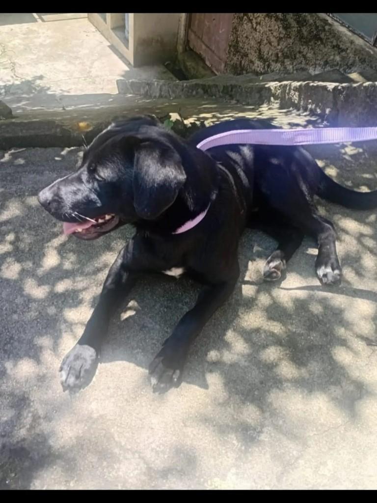 Samuel, cachorro de porte médio para adoção em Teresópolis - RJ — foto 3 de 3