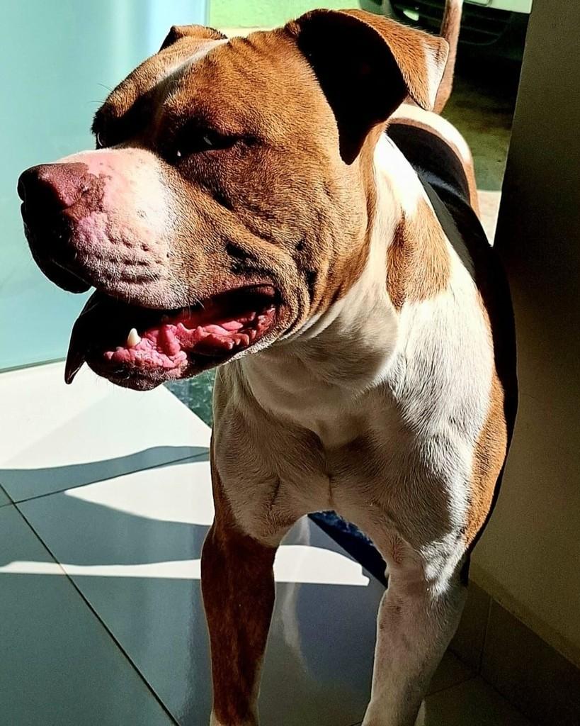 Lucky, cachorro de porte médio para adoção em Ponta Grossa - PR
