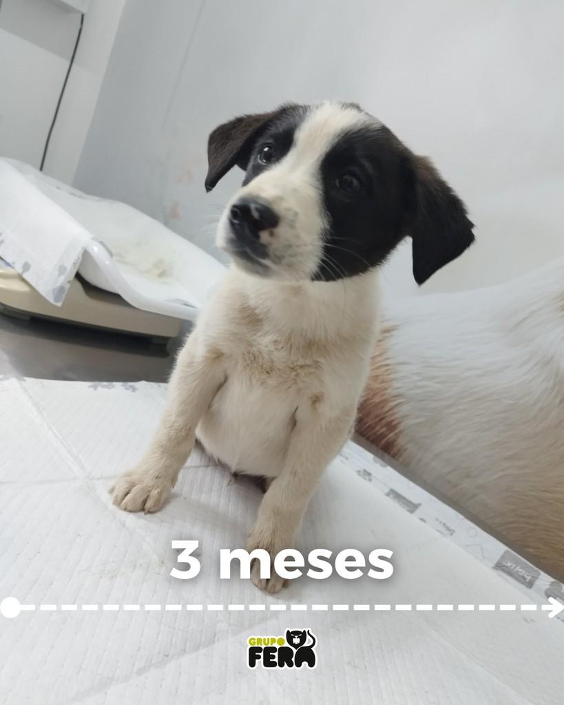Tadeu, cachorro de porte pequeno para adoção em Mogi das Cruzes - SP