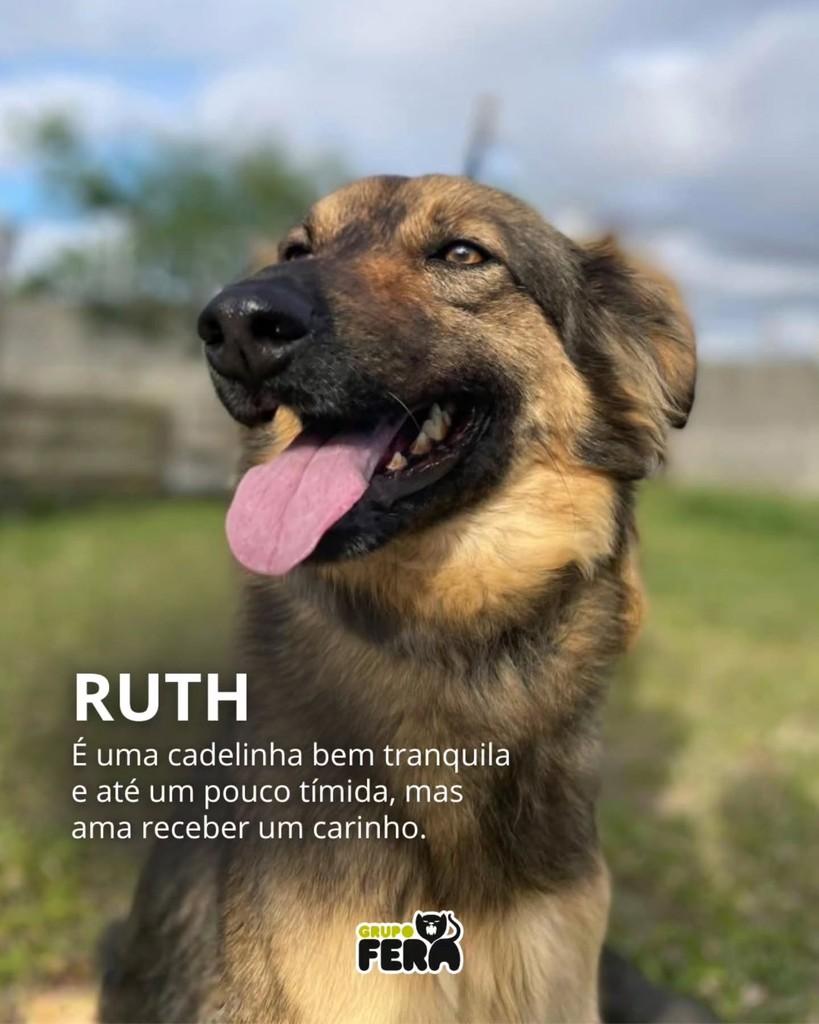 Ruth, cadela de porte pequeno para adoção em Mogi das Cruzes - SP