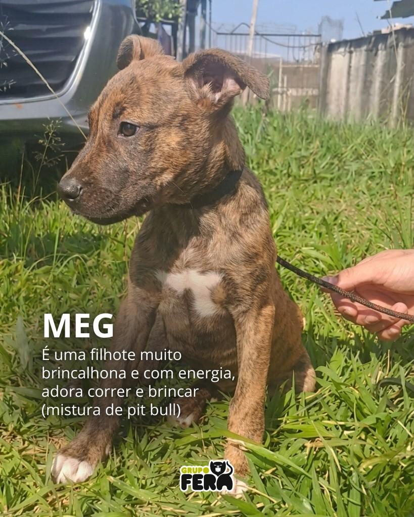 Meg, cadela de porte pequeno para adoção em Mogi das Cruzes - SP