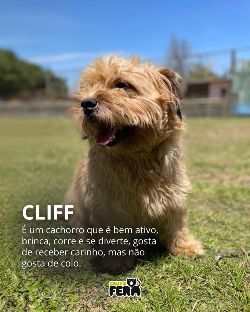 Cliff, cachorro de porte pequeno para adoção em Mogi das Cruzes - SP