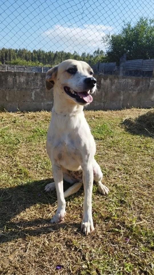 Mary Jane, cadela de porte médio para adoção em Mogi das Cruzes - SP