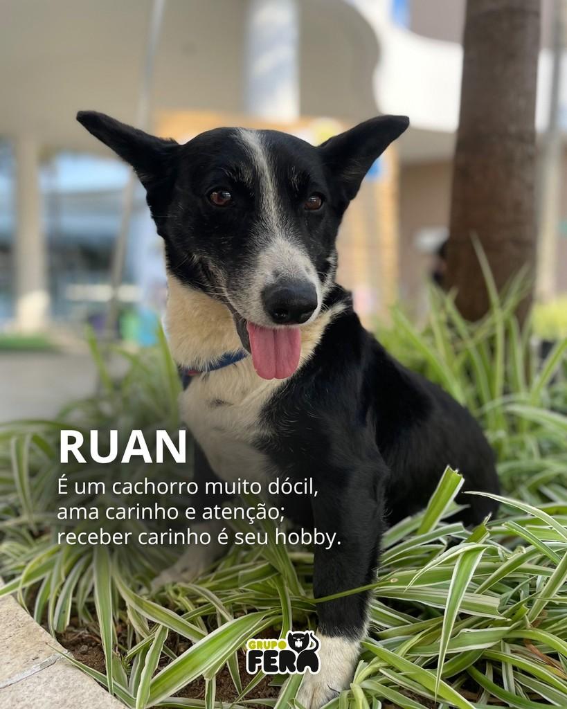 Ruan, cachorro de porte pequeno para adoção em Mogi das Cruzes - SP