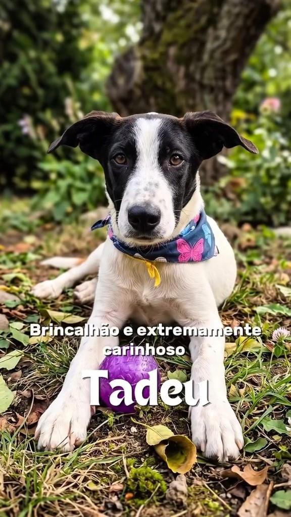Camomila, cadela de porte médio para adoção em Mogi das Cruzes - SP
