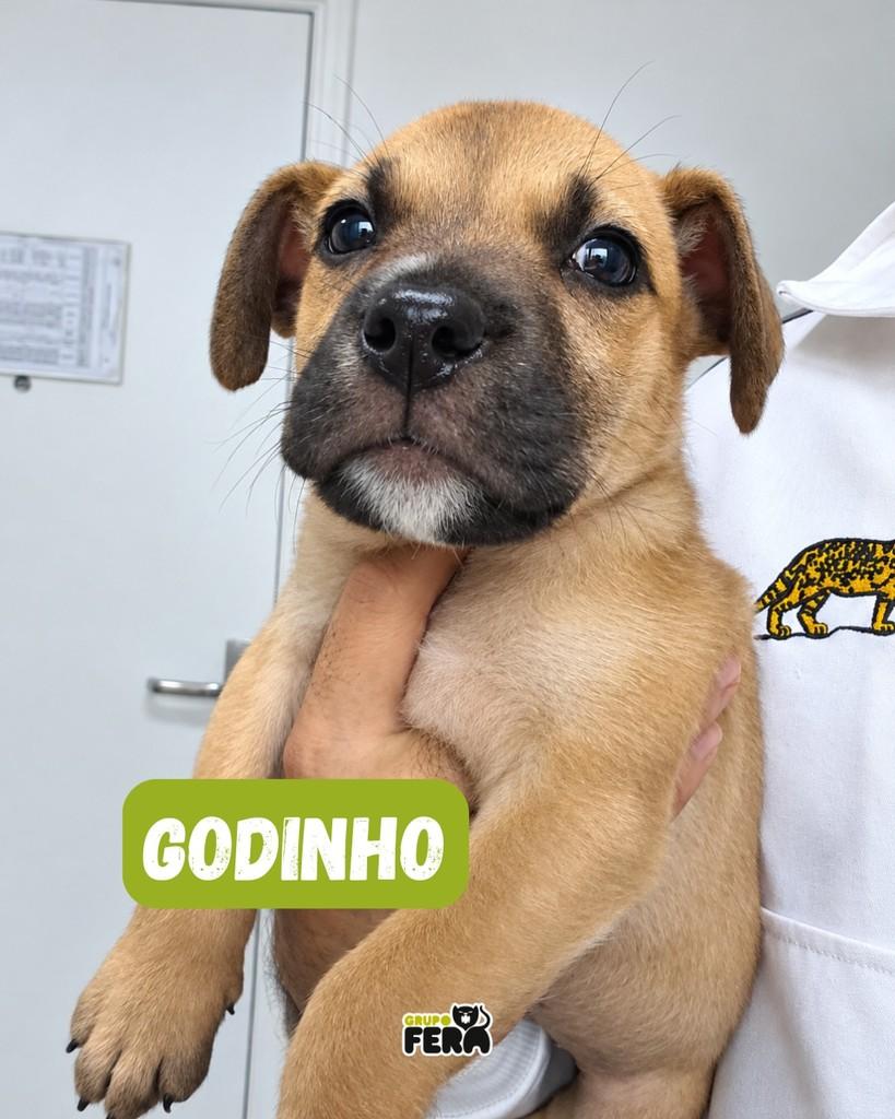 Godinho, cachorro de porte pequeno para adoção em Mogi das Cruzes - SP