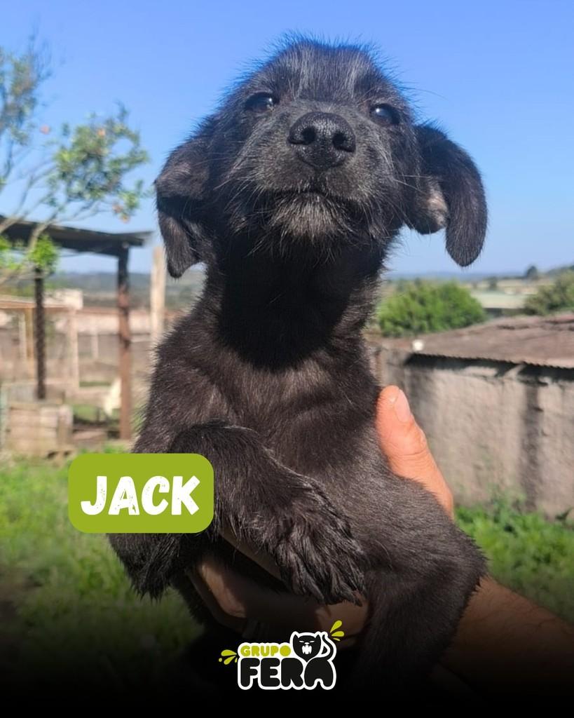 Jack, cachorro de porte médio para adoção em Mogi das Cruzes - SP