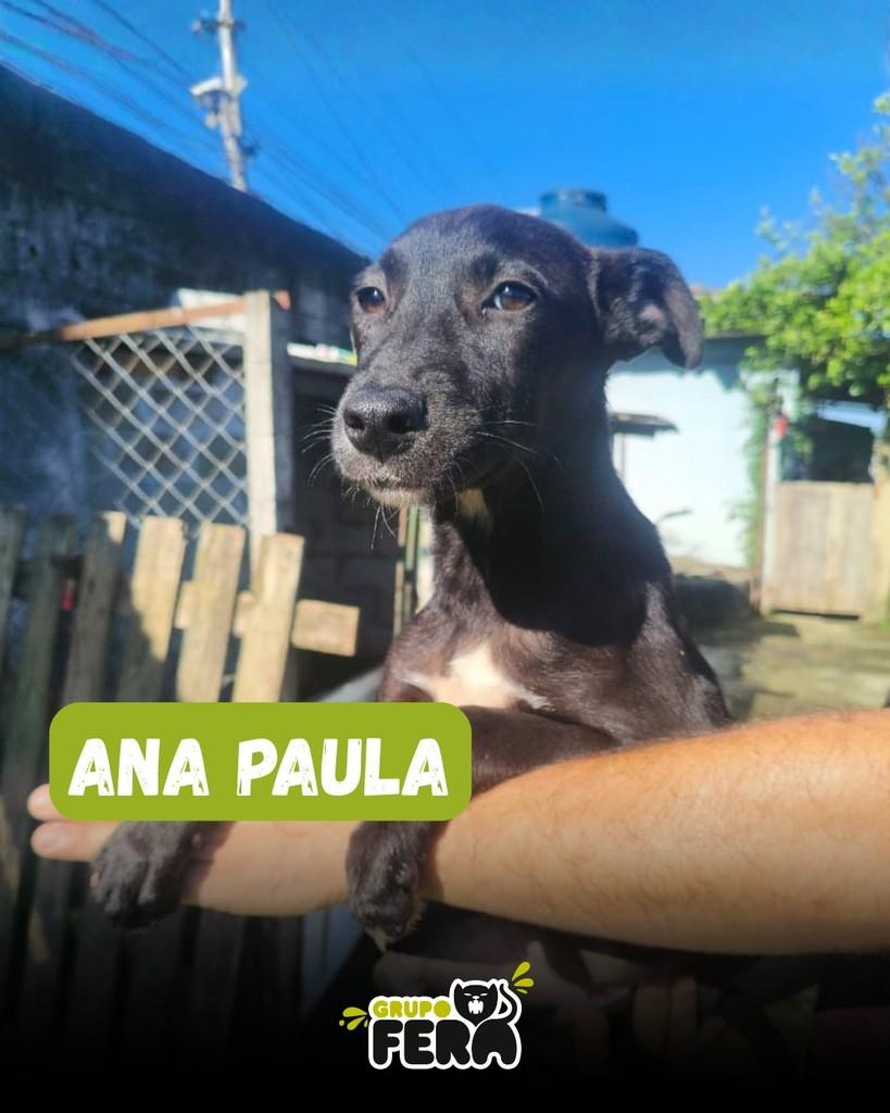 Ana Paula, cachorro de porte pequeno para adoção em Mogi das Cruzes - SP