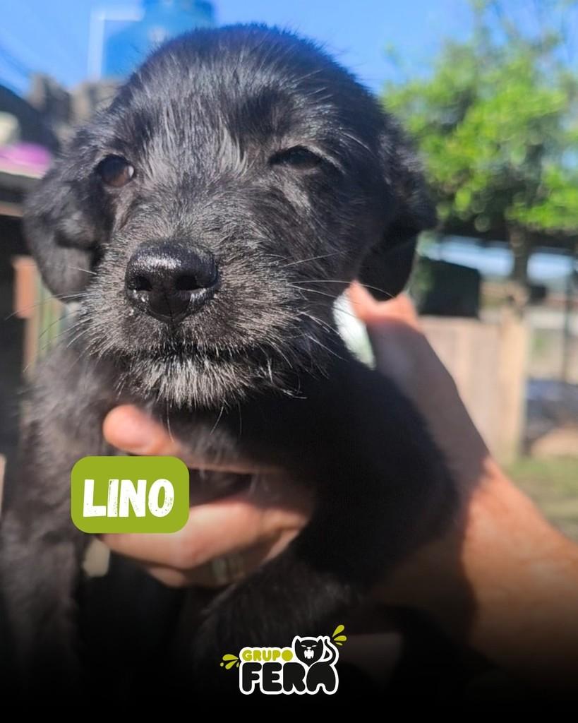 Lino, cachorro para adoção em Mogi das Cruzes - SP