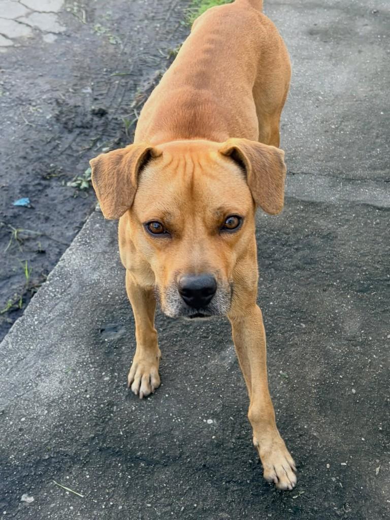 Caramelo, cachorro de porte médio para adoção em Serrinha - BA
